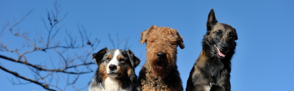 Grootste Geit Agrarisch bungalow met hond | bungalows honden welkom | Vakantie met Hond